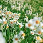 ファーストビュー「花」