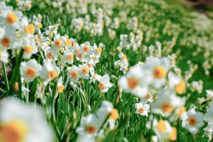 ファーストビュー「花」